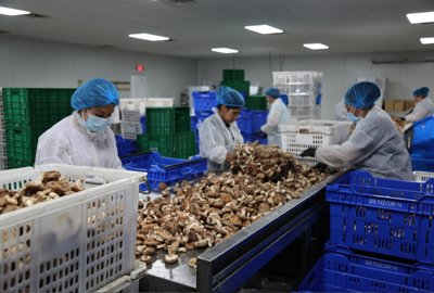 Xưởng Sản Xuất Nấm Hương