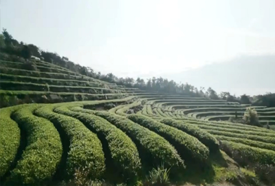 Vườn trà Phúc Kiến, Vân Nam, Hồ Bắc